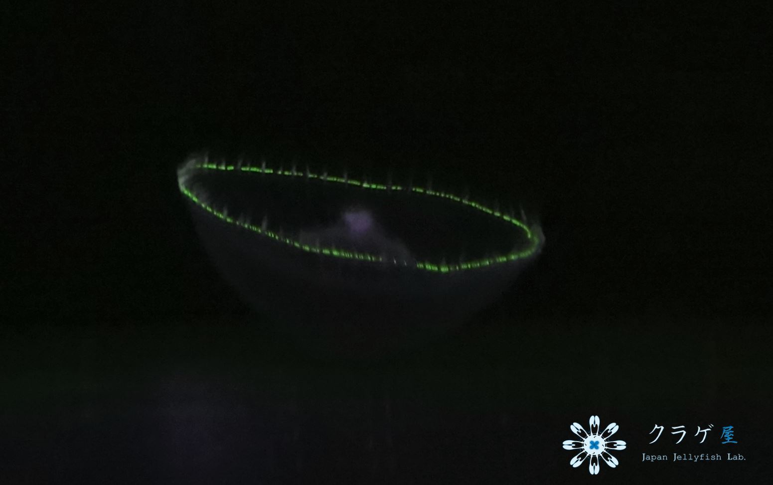 オワンクラゲ　GFP